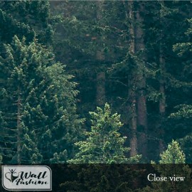Pine Tree Forest